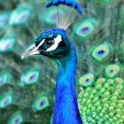 Pfau