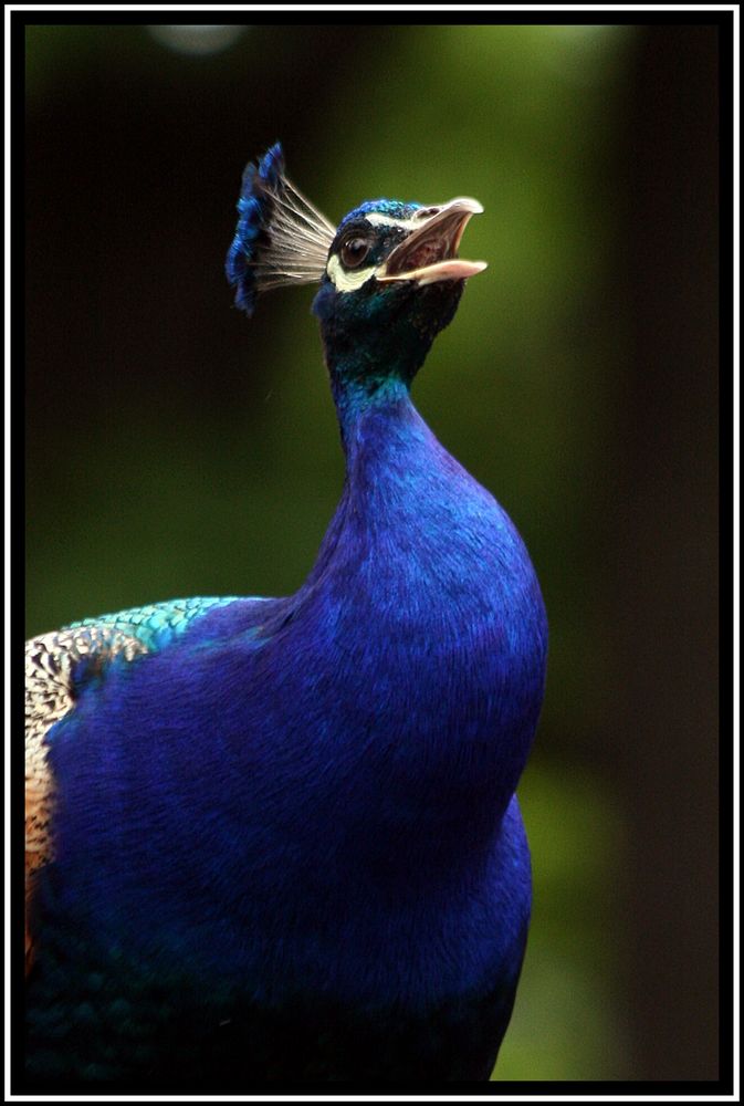 Pfau