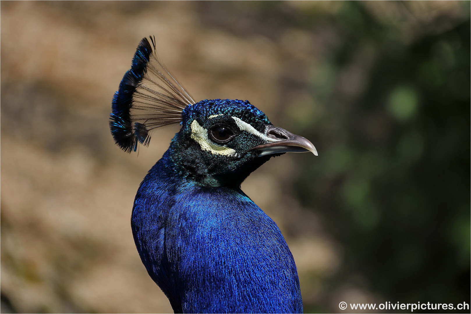 Pfau