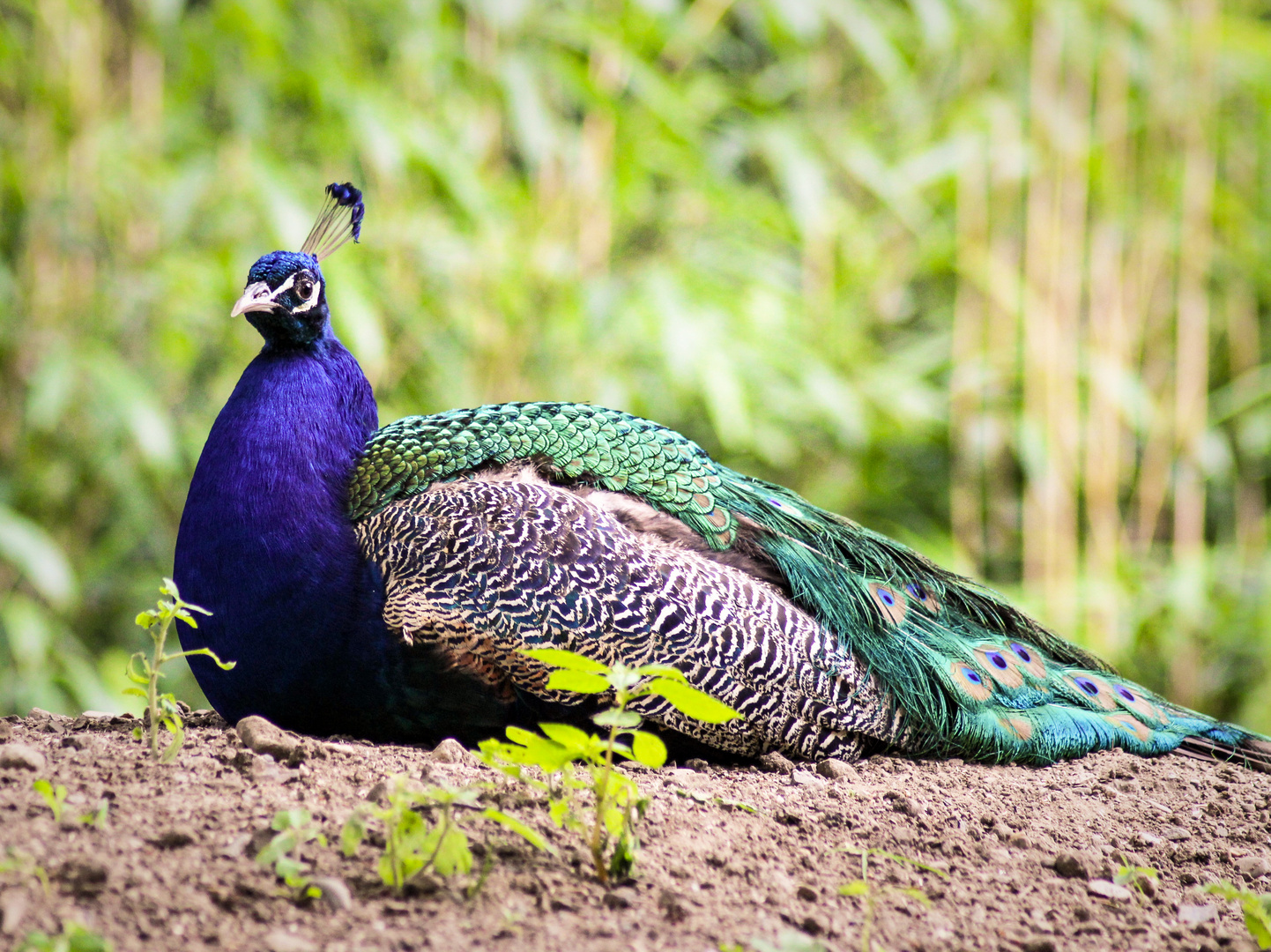 Pfau