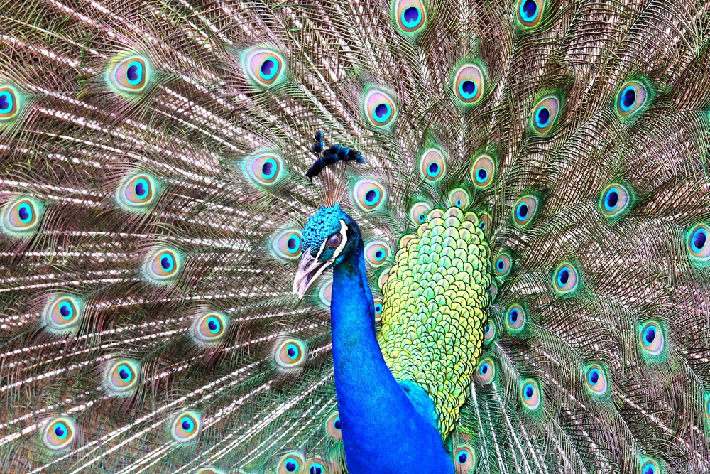 Pfau