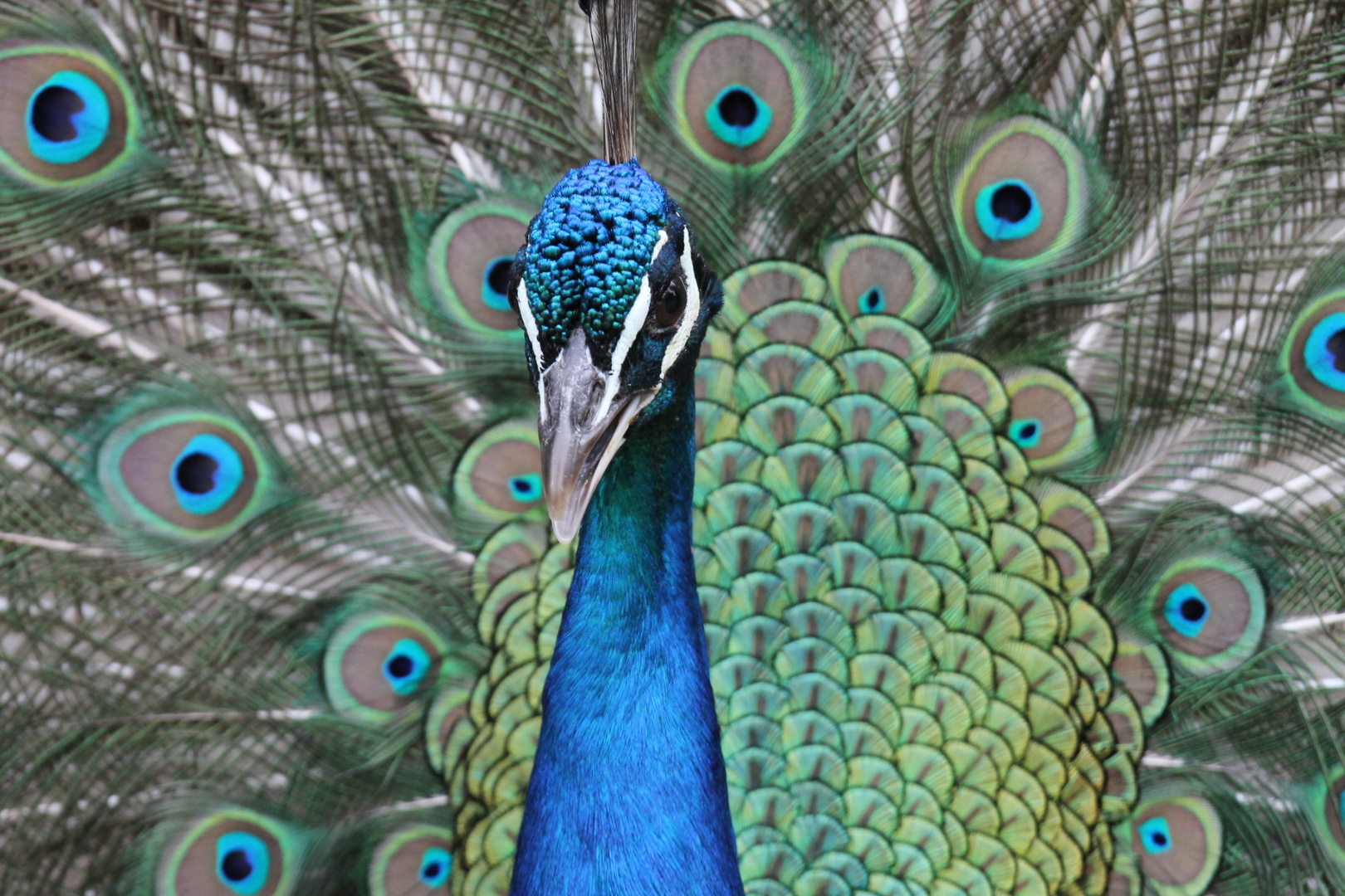 Pfau