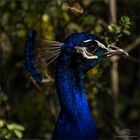 Pfau