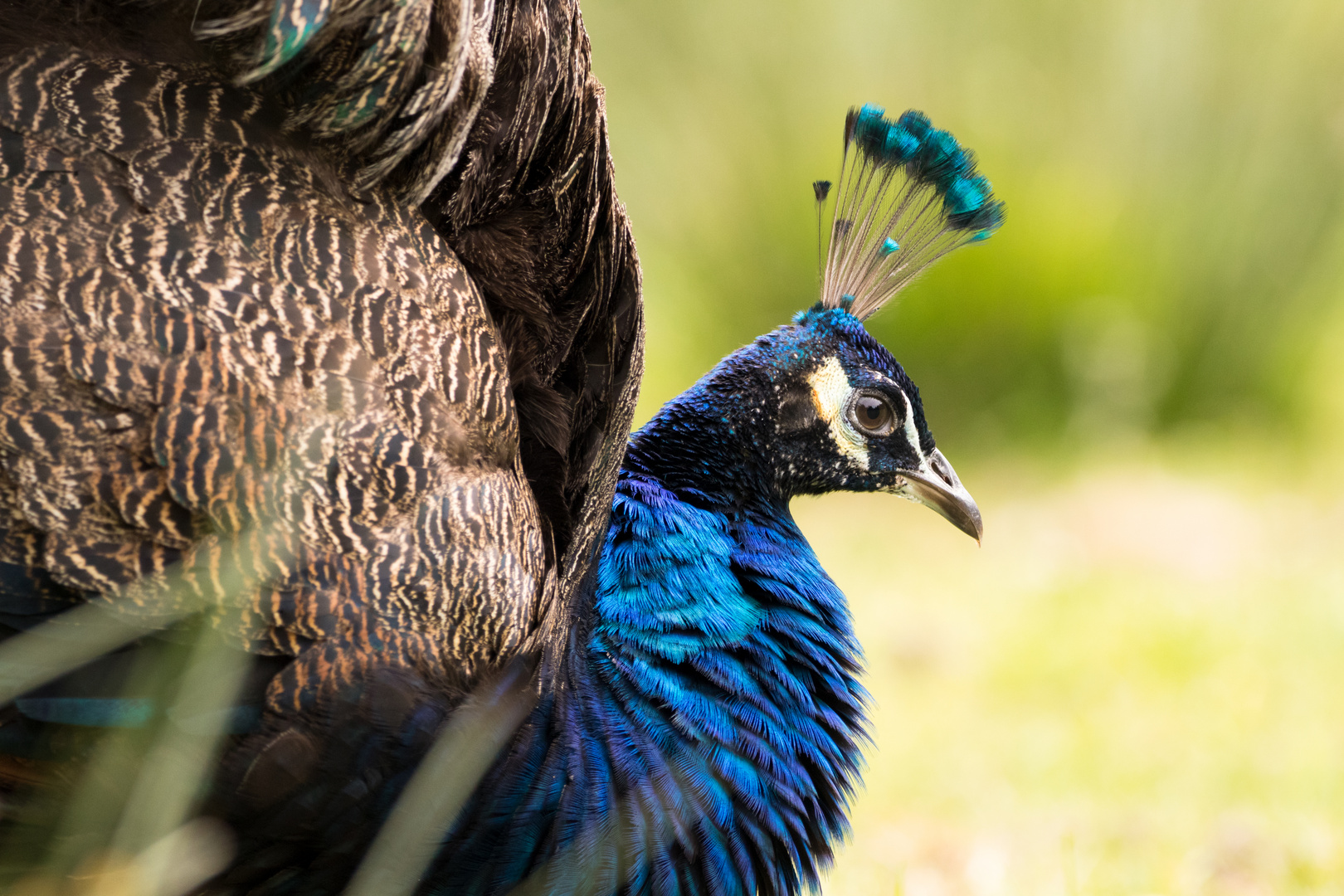 Pfau