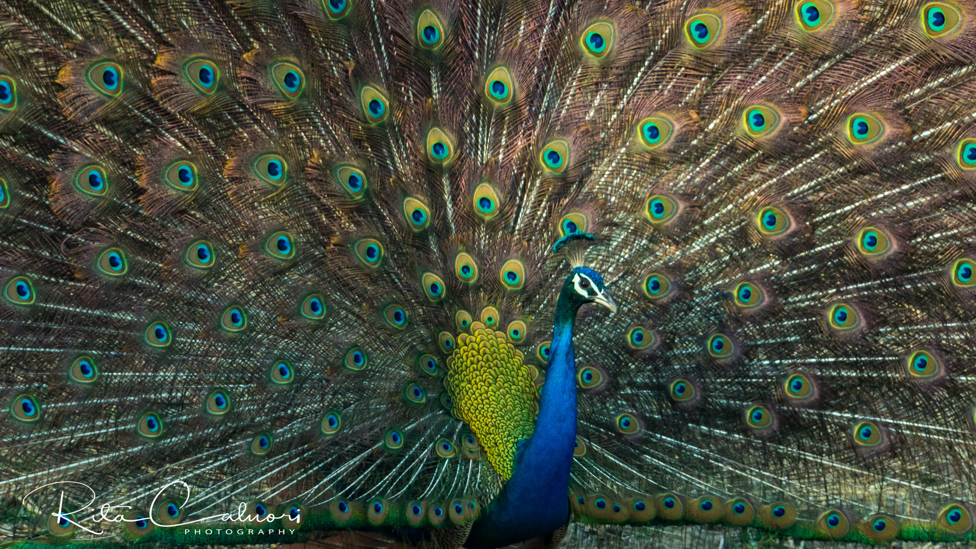 Pfau