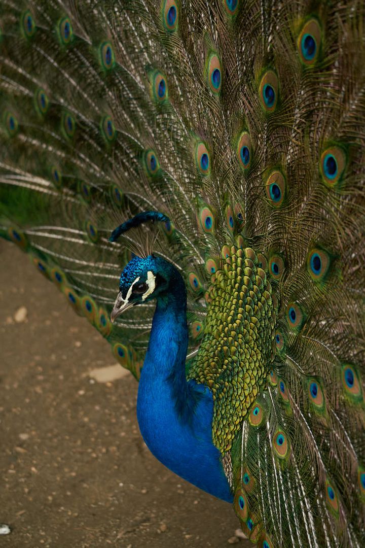 Pfau