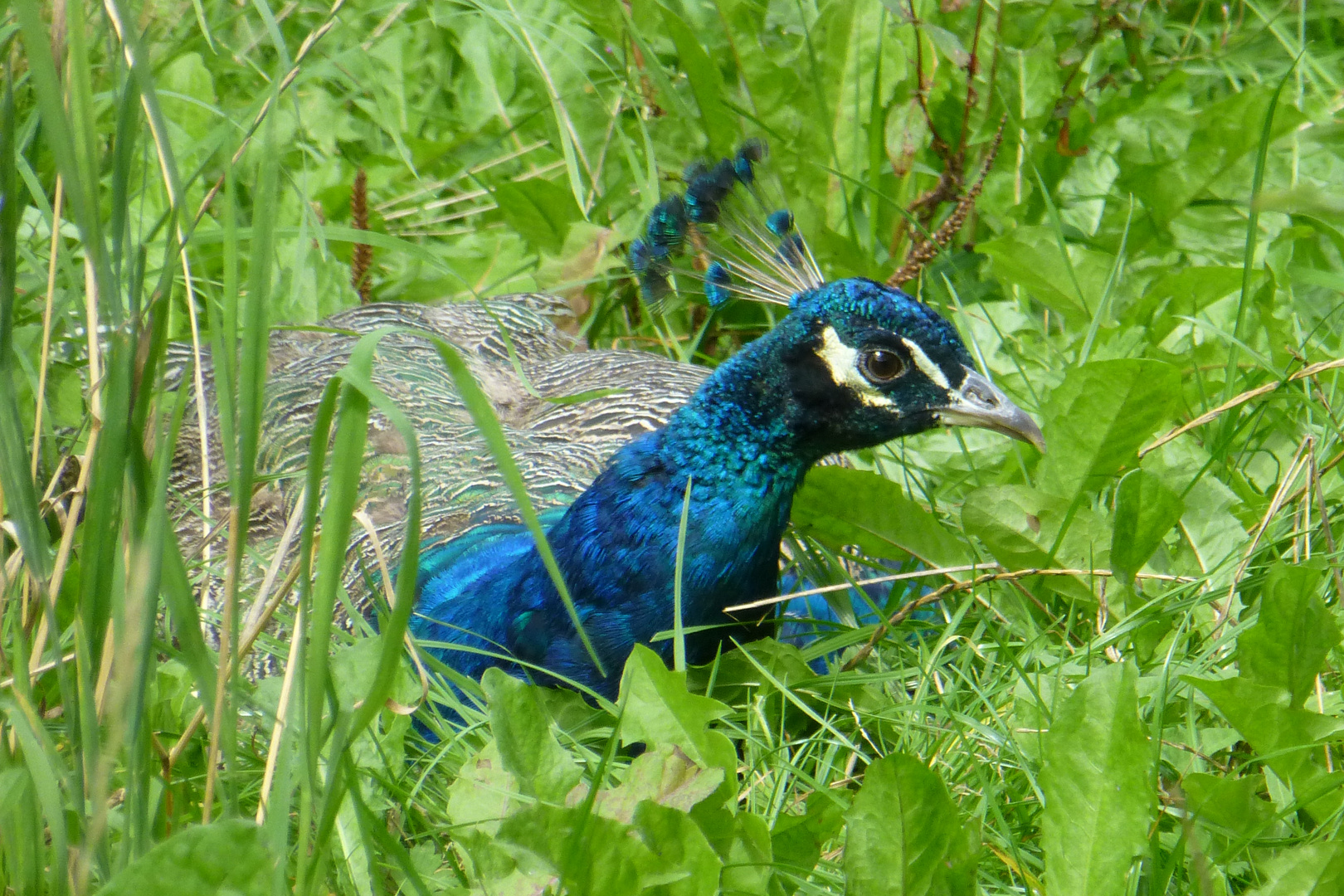 Pfau