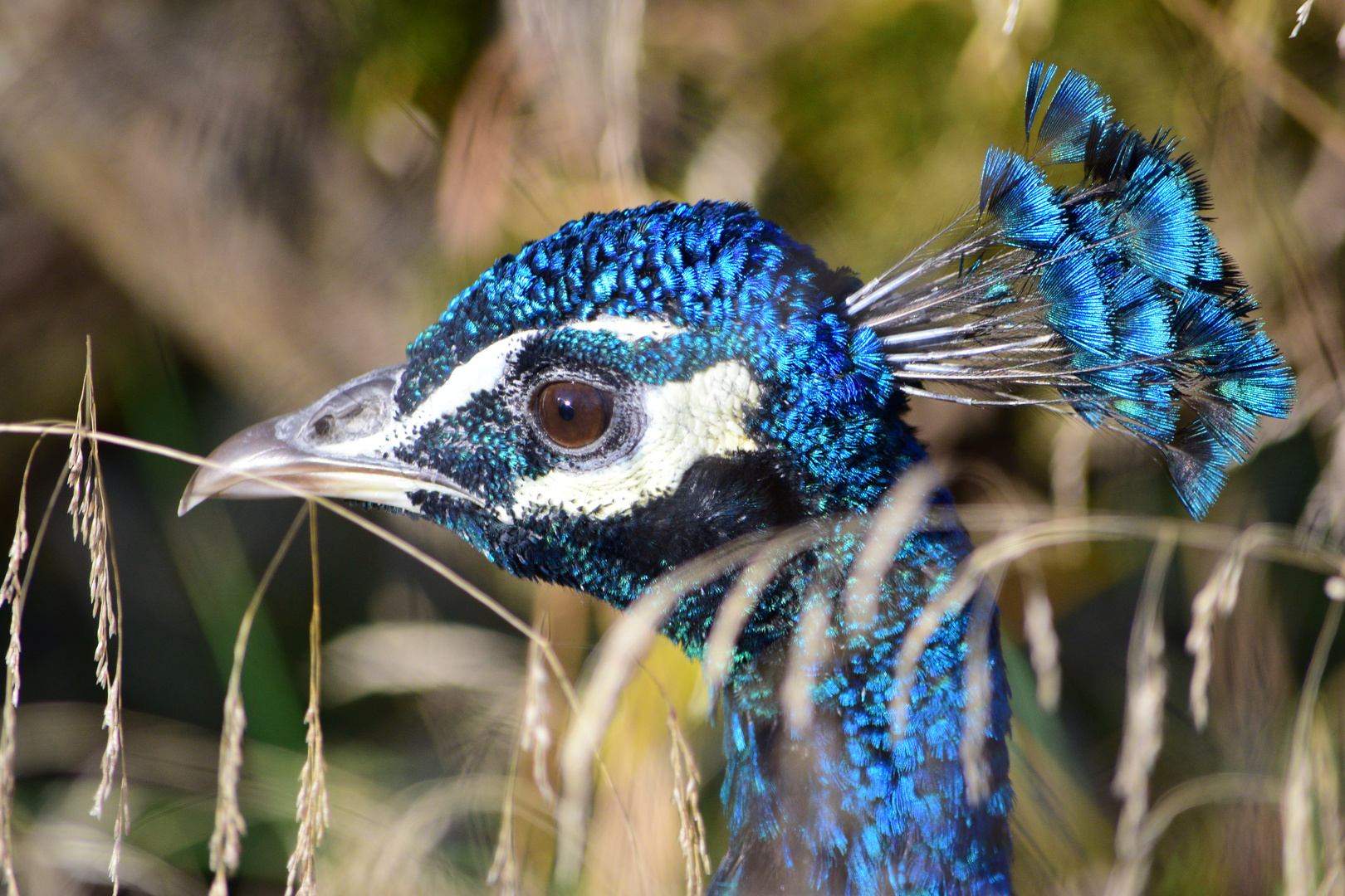 Pfau