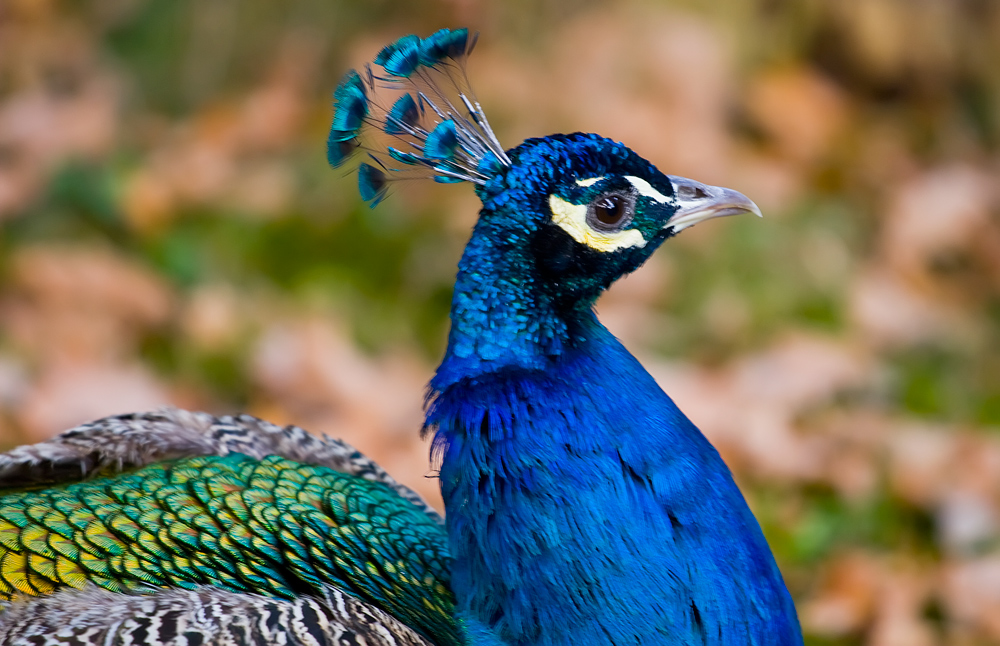 Pfau