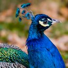 Pfau