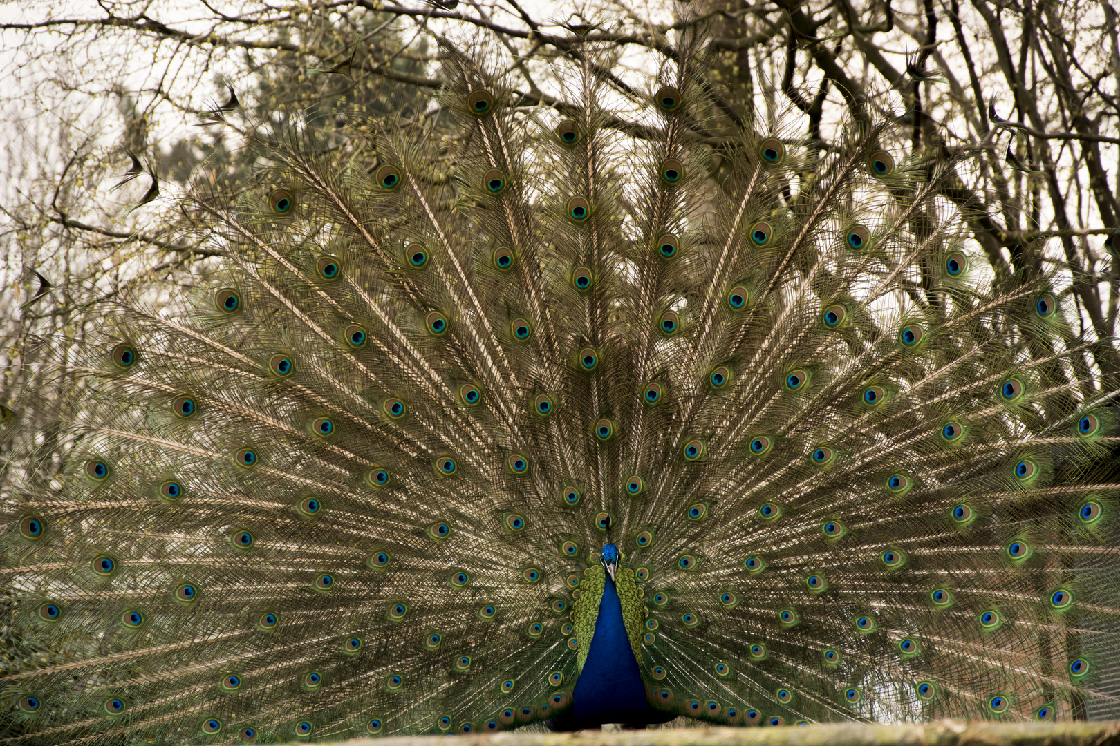 Pfau