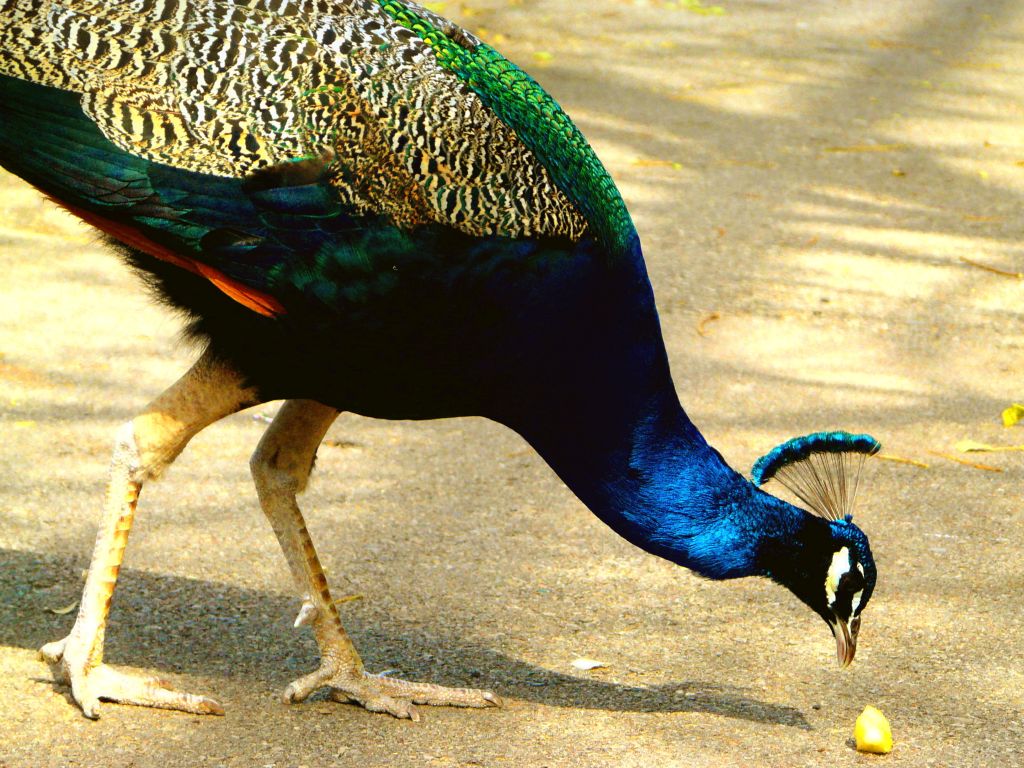 Pfau