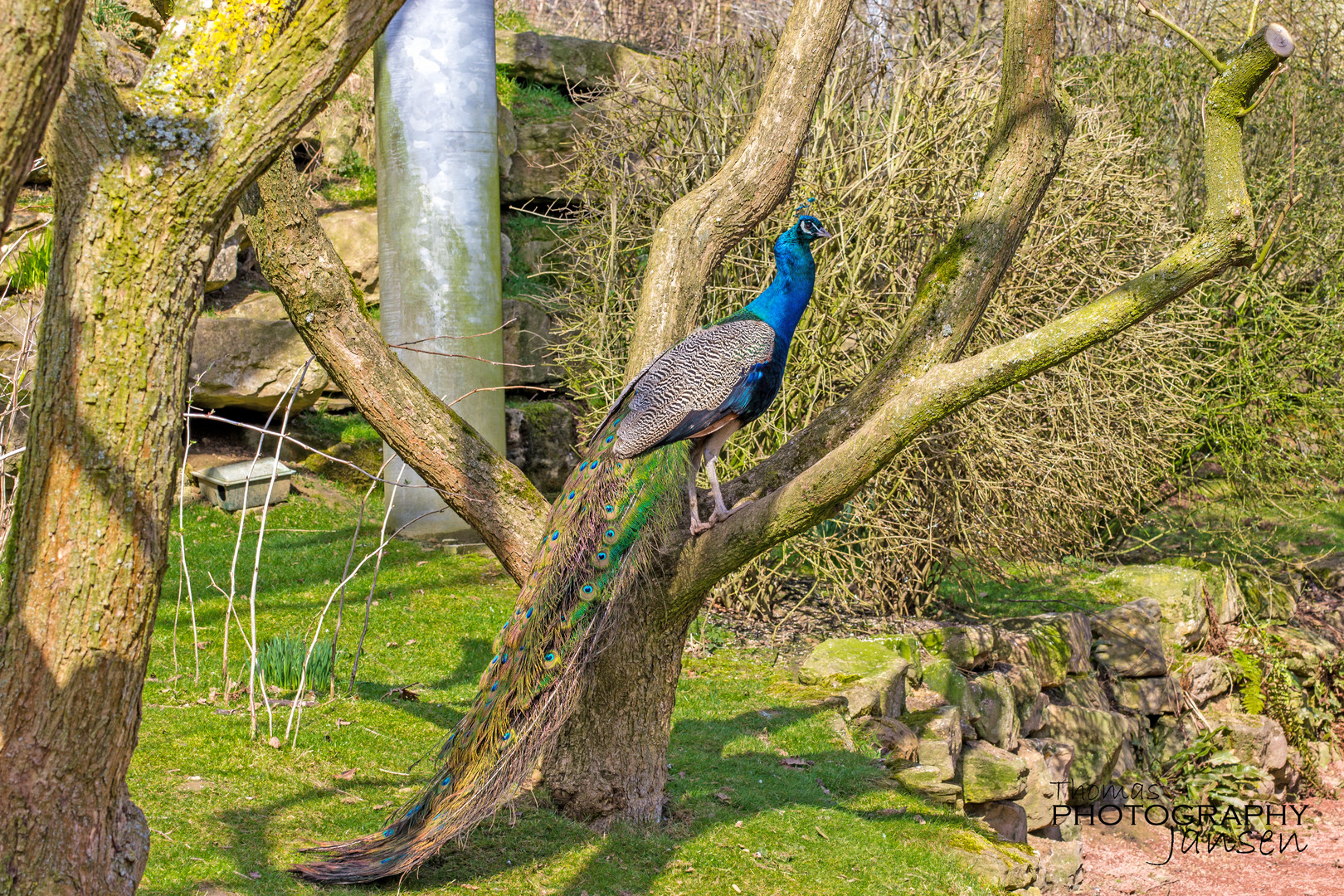 Pfau