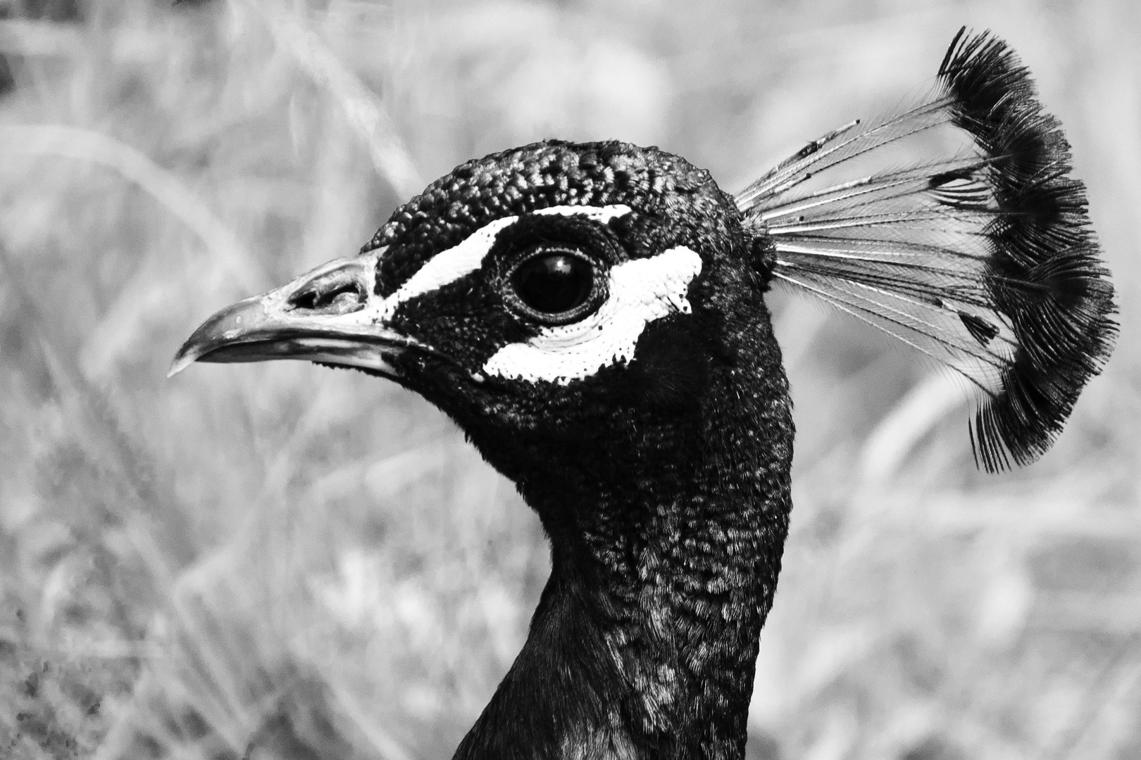 Pfau