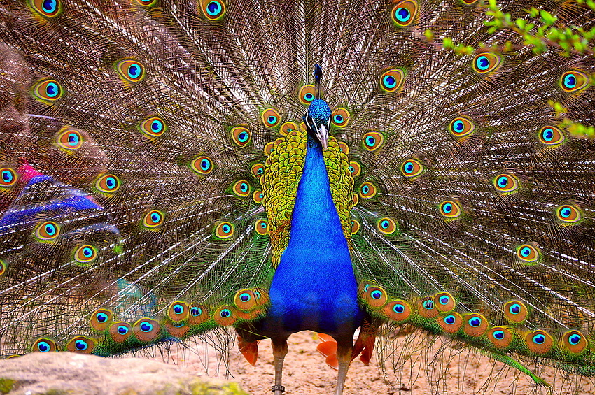 Pfau 