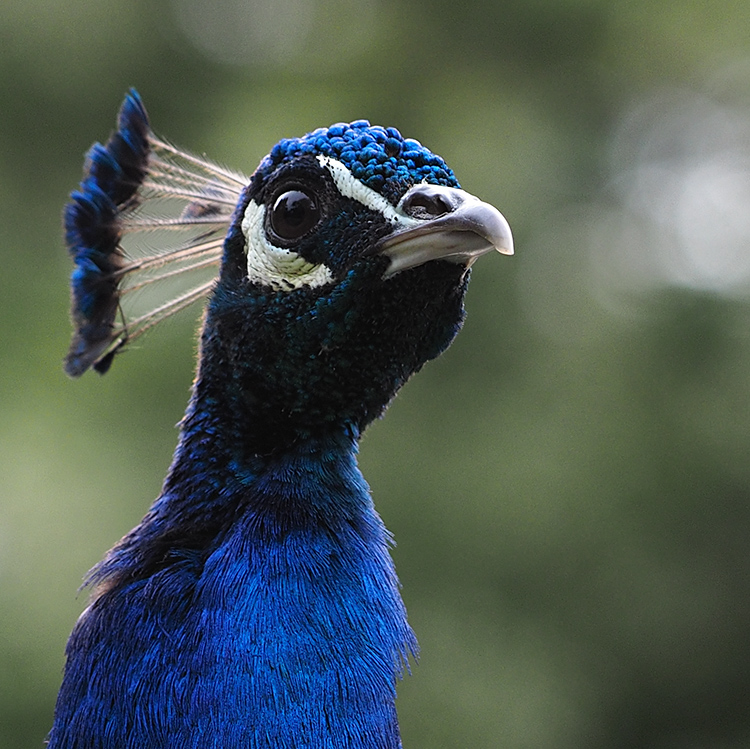 Pfau