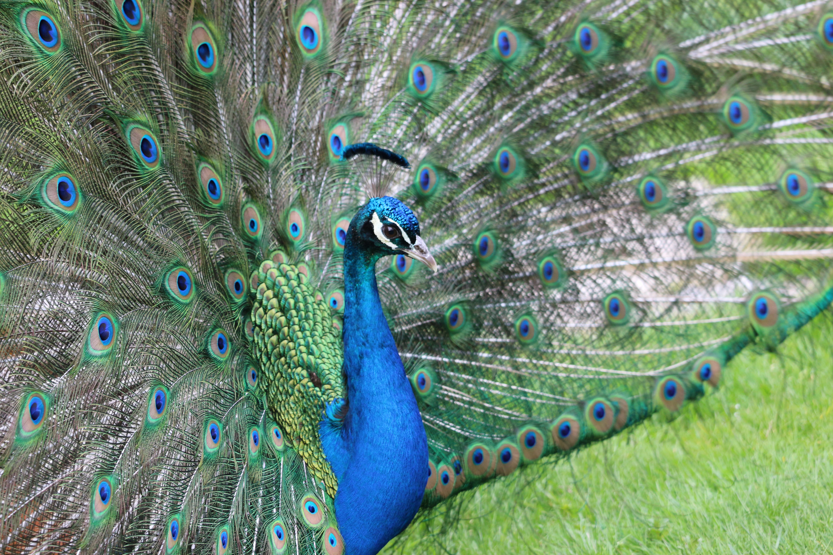 pfau