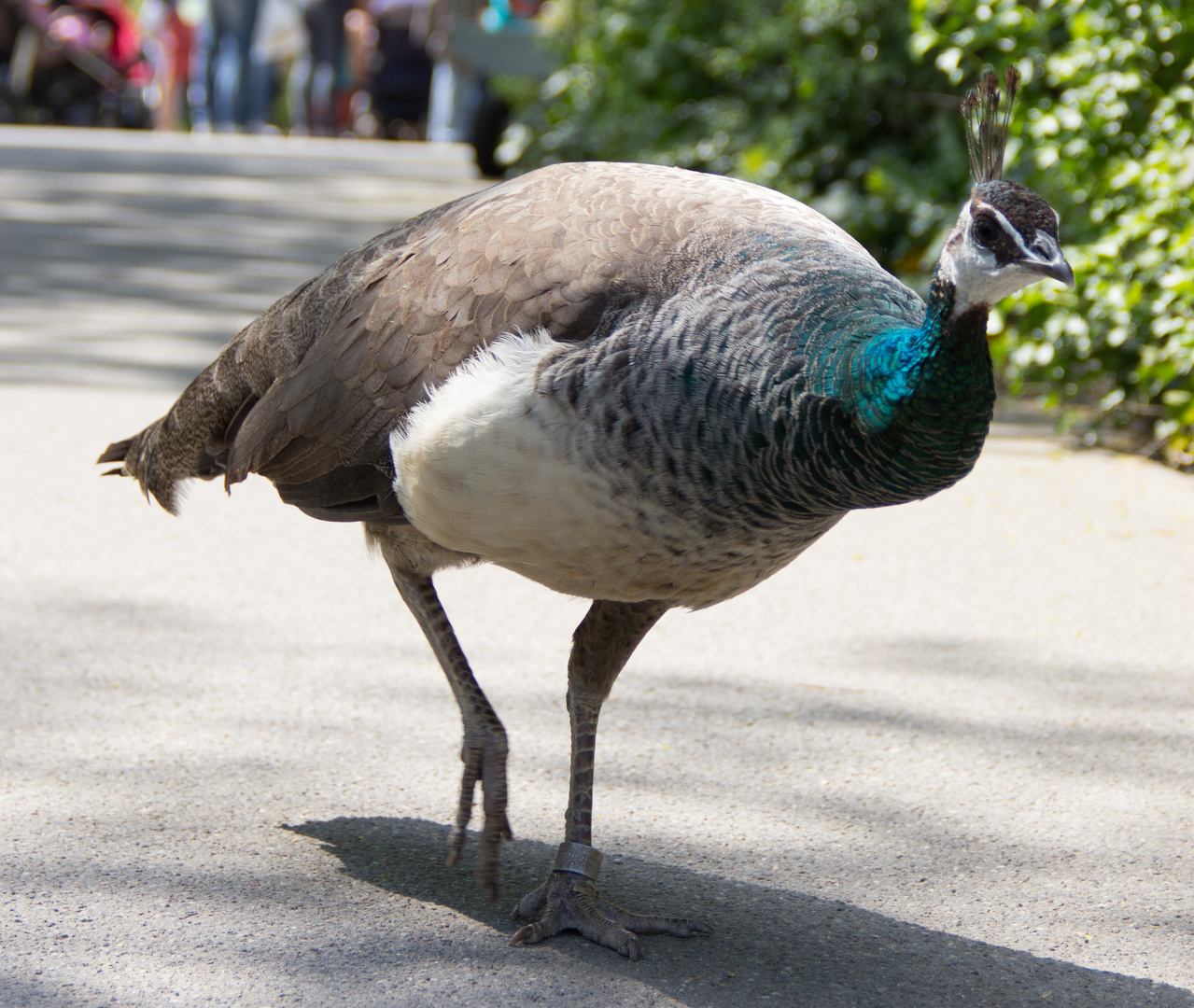 Pfau