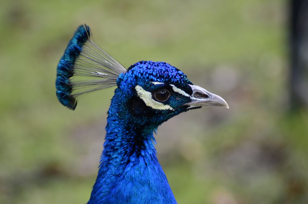 Pfau