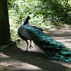 Pfau