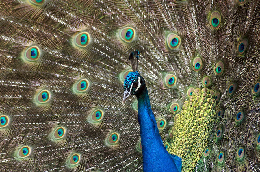 Pfau