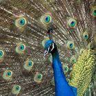 Pfau