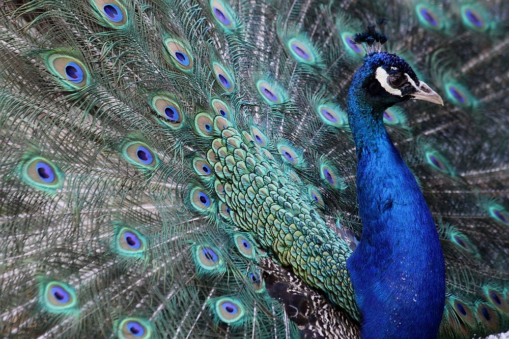 Pfau