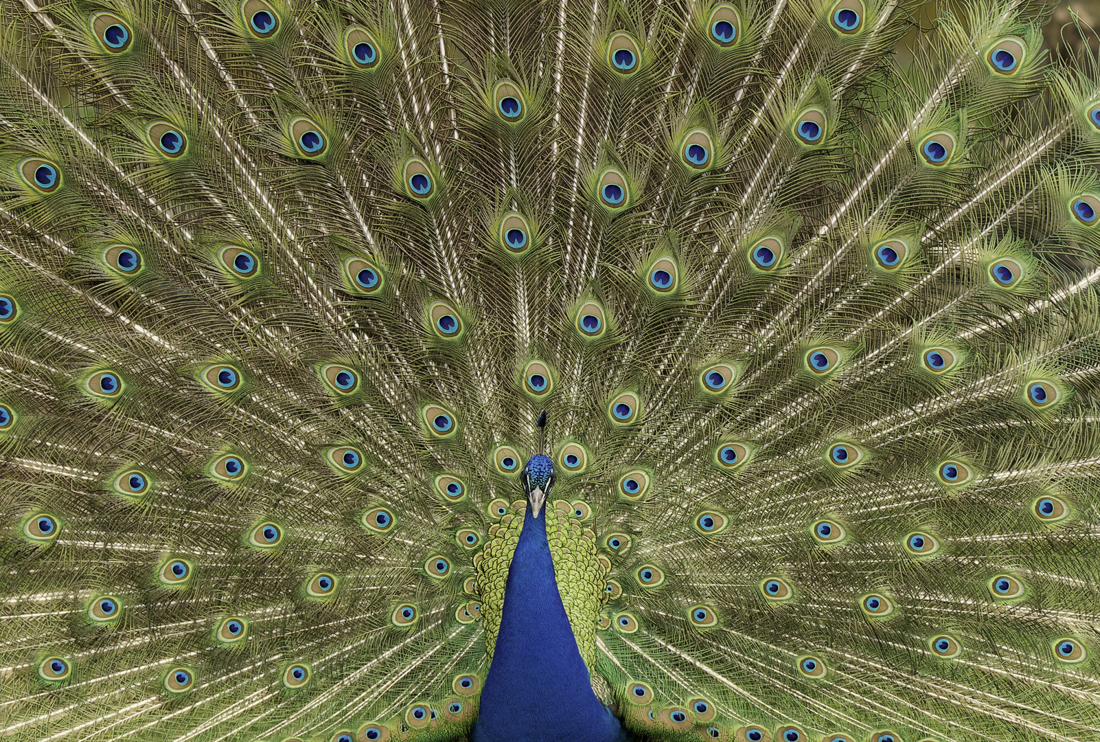 Pfau