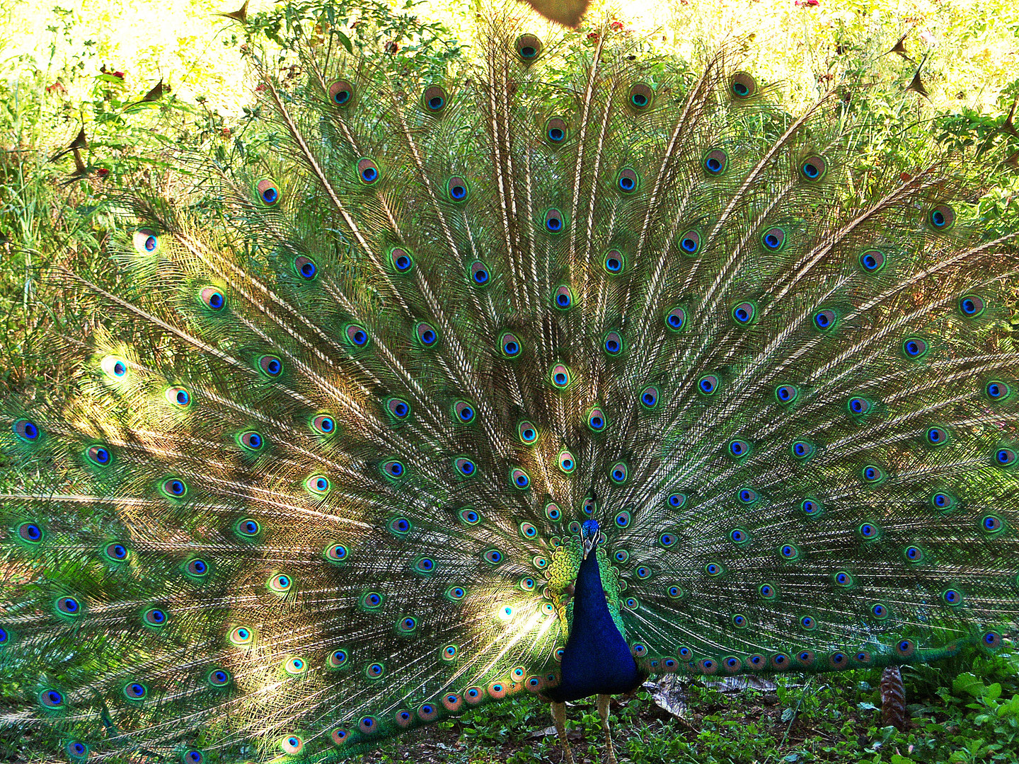 Pfau