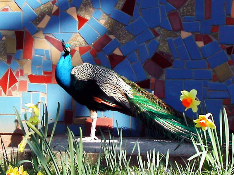 Pfau