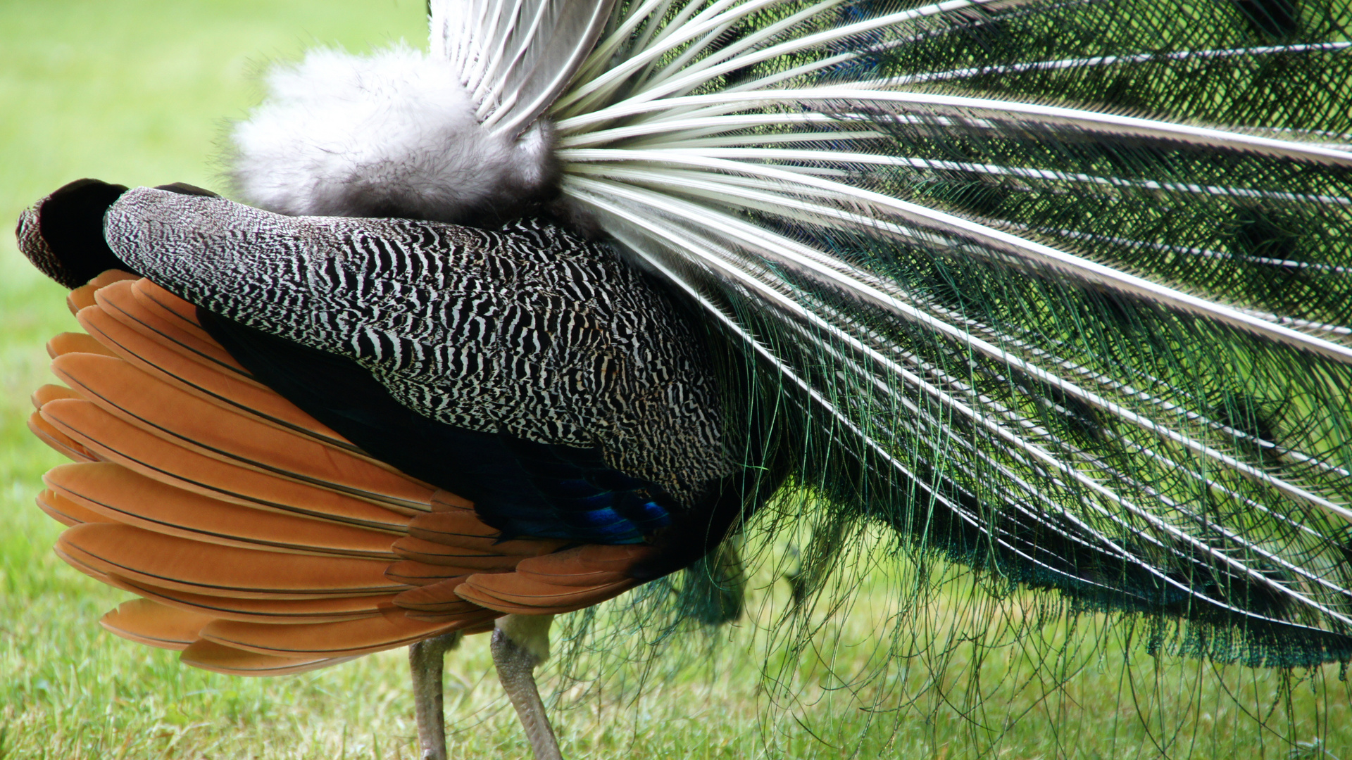 Pfau