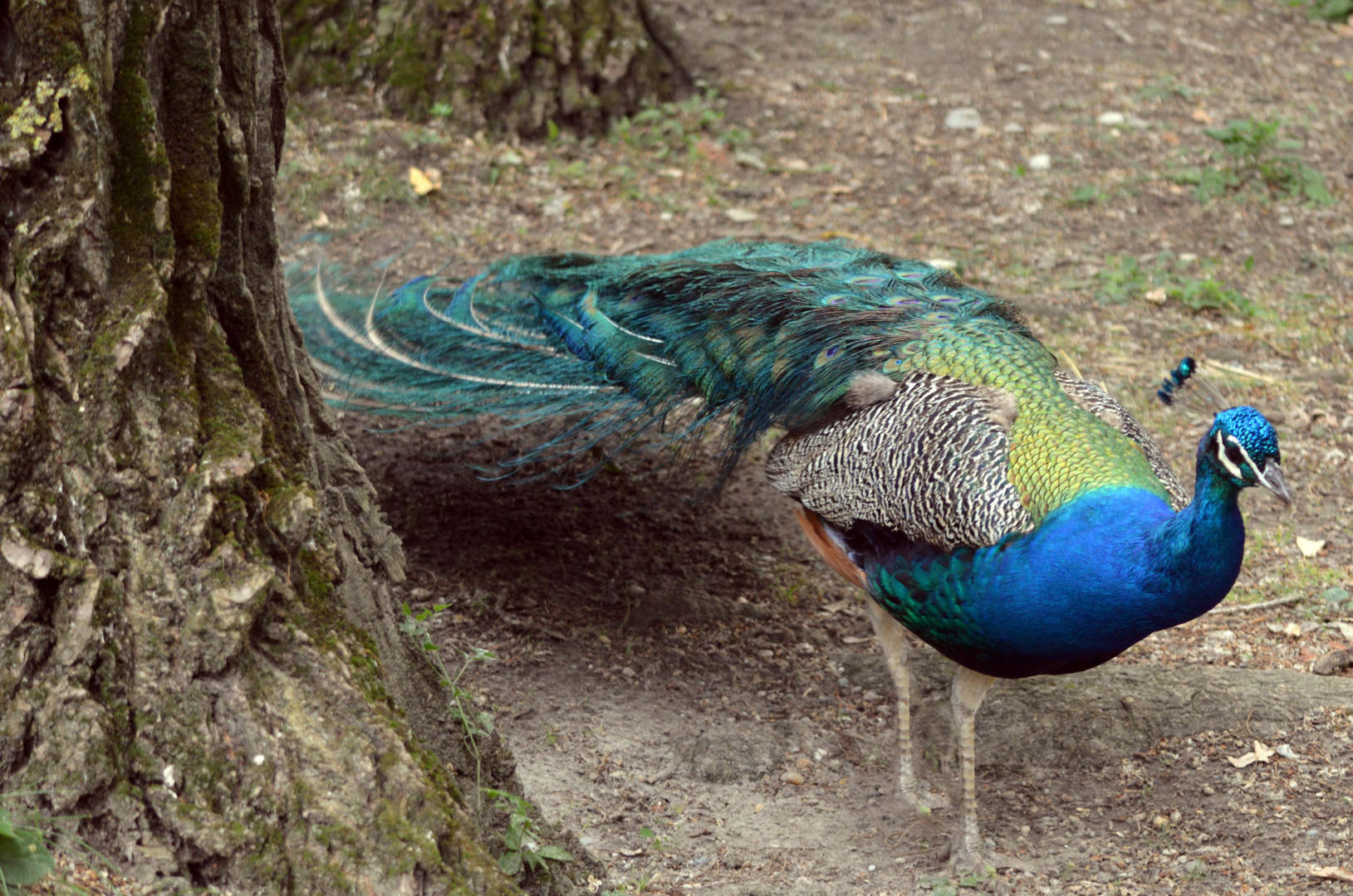 Pfau