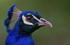 Pfau