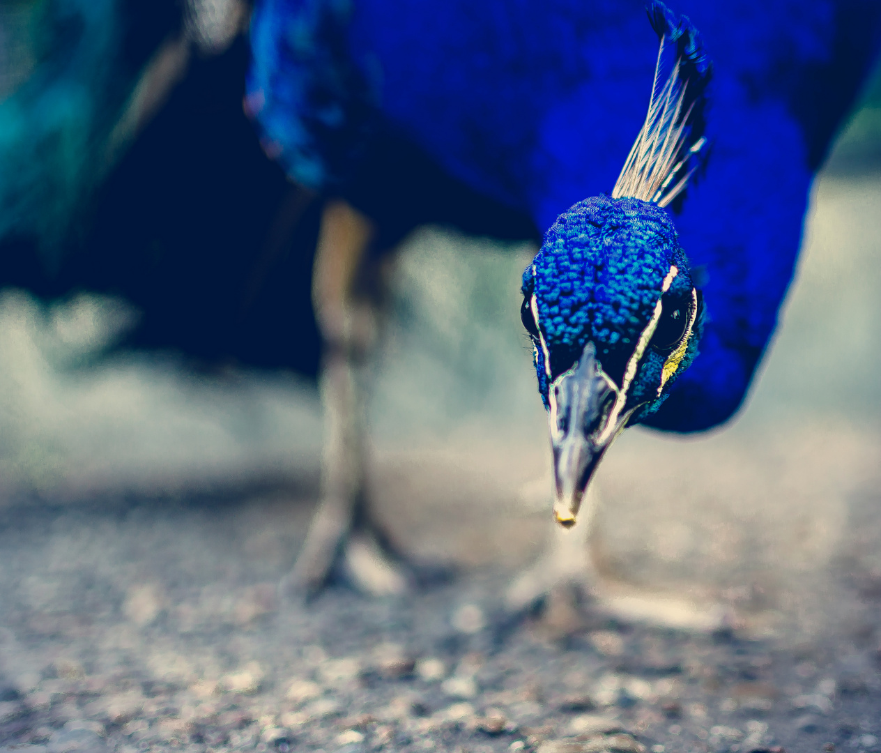 Pfau