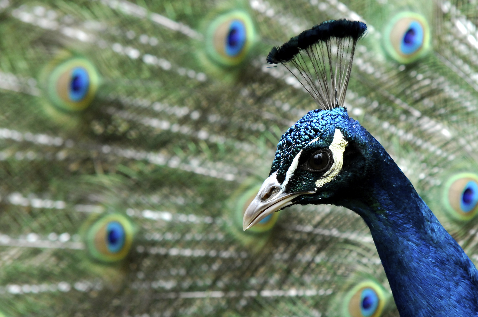 Pfau