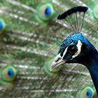 Pfau