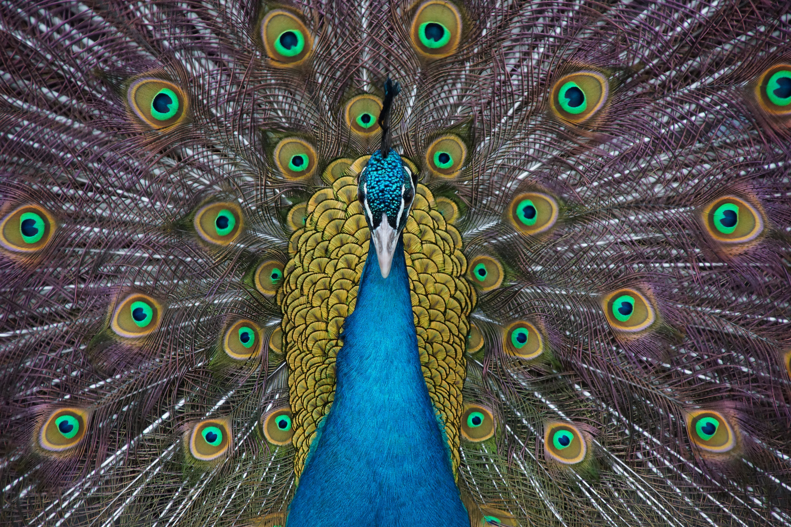 Pfau