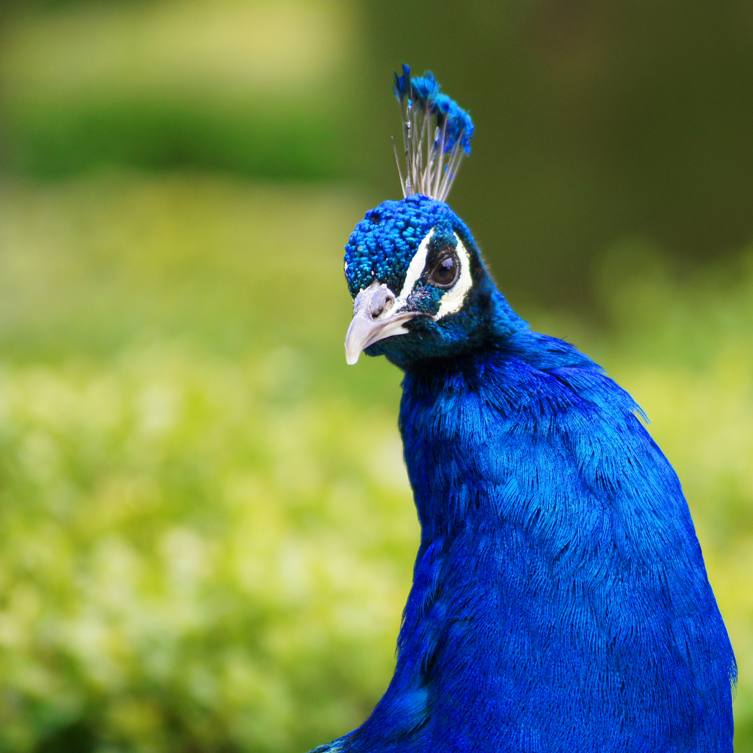 Pfau