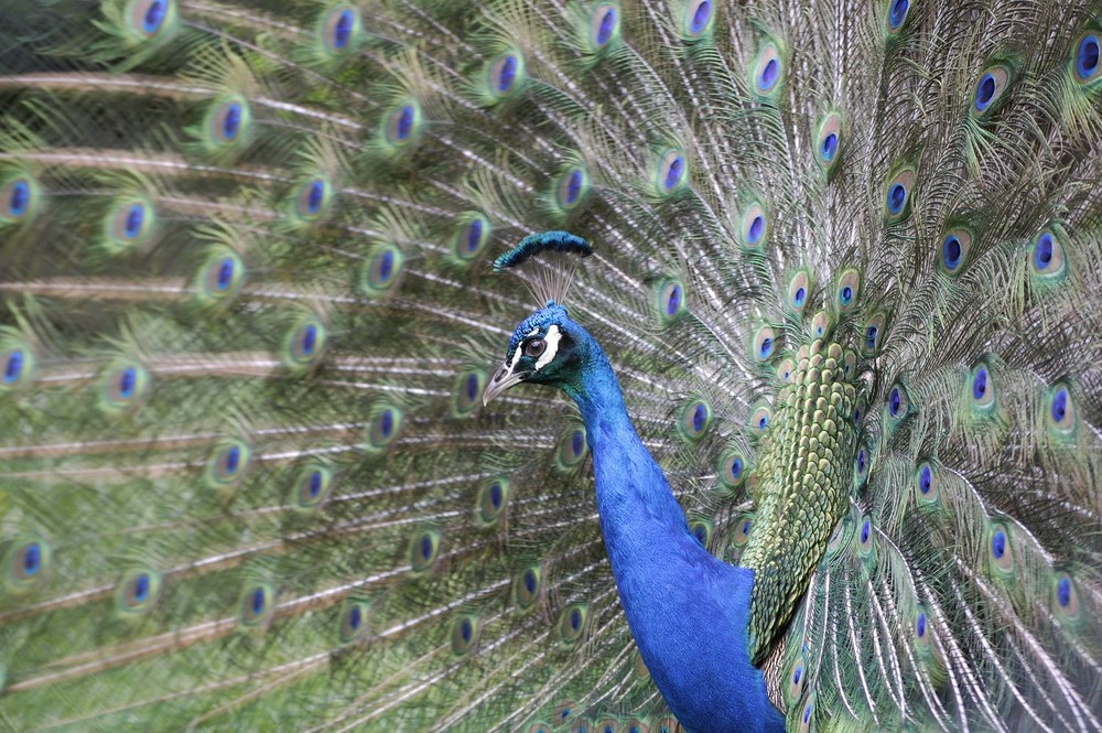 Pfau