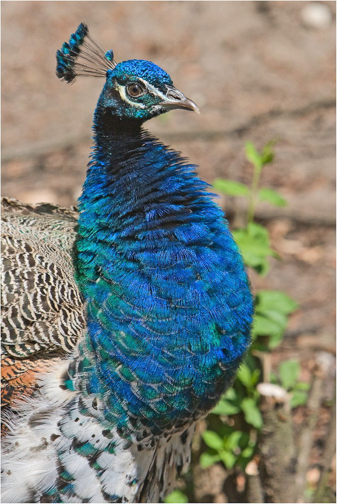 Pfau