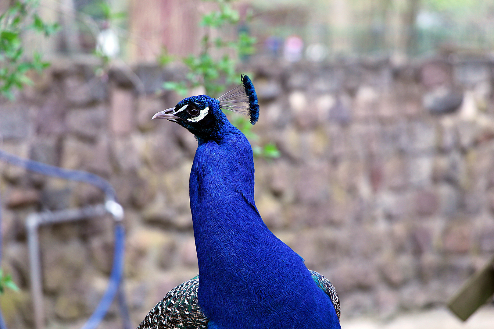 Pfau