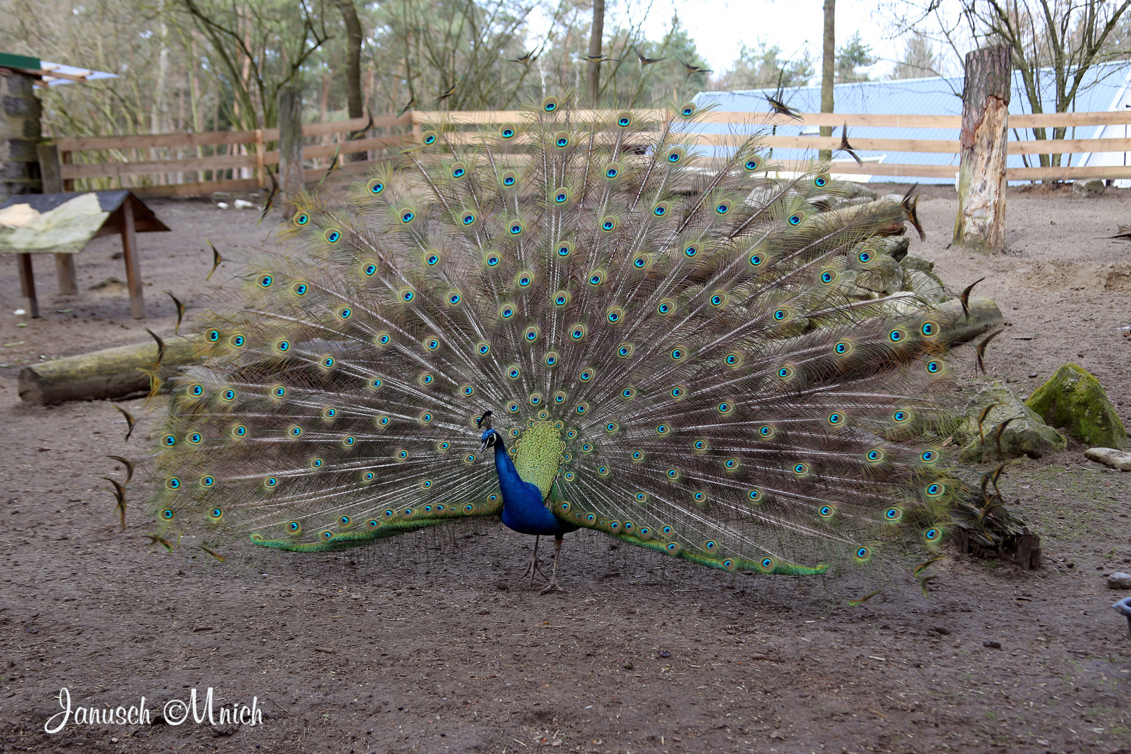 Pfau