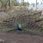 Pfau