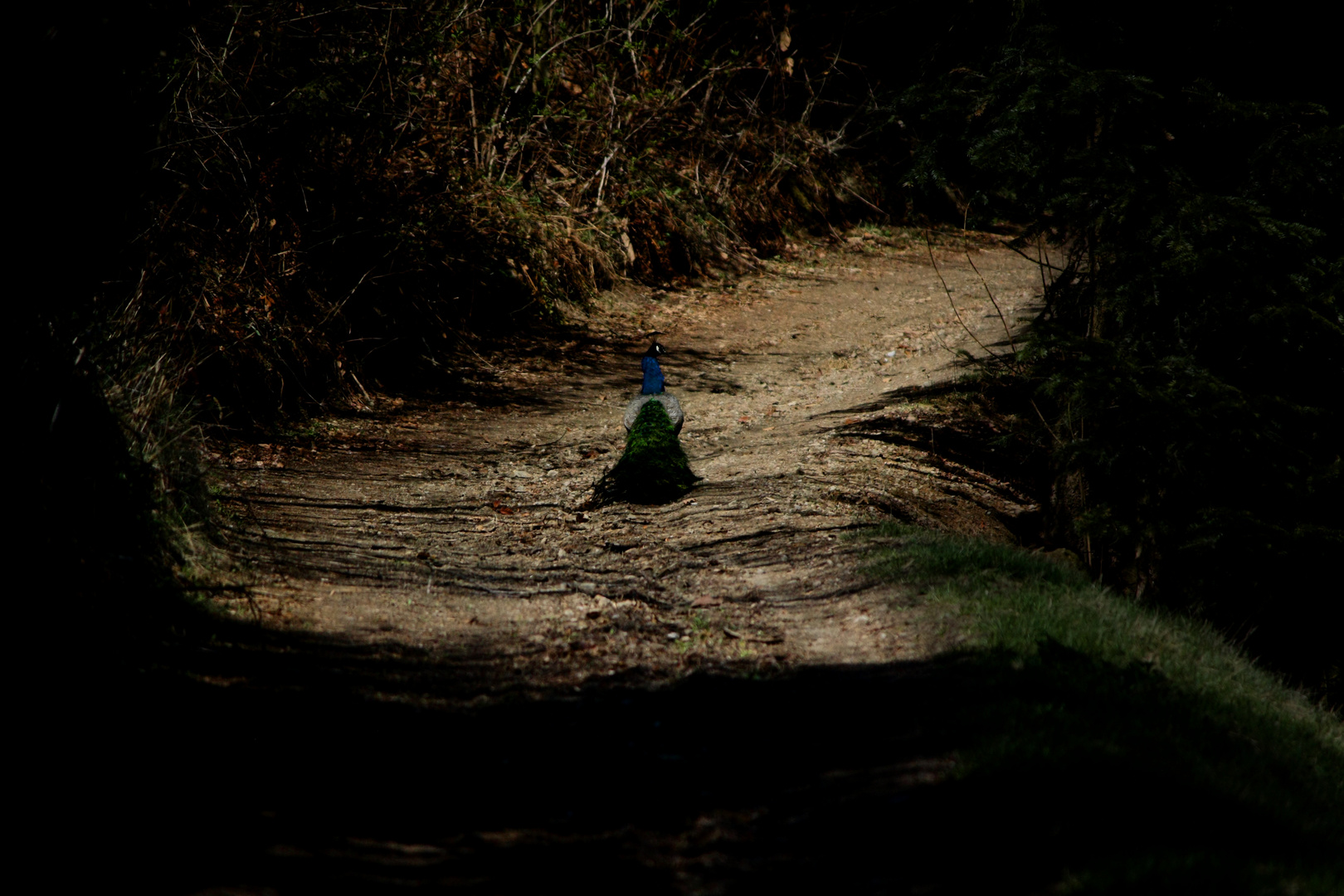 Pfau