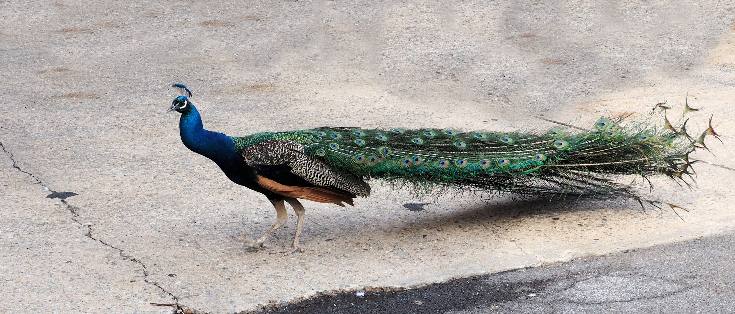 Pfau....