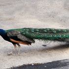 Pfau....