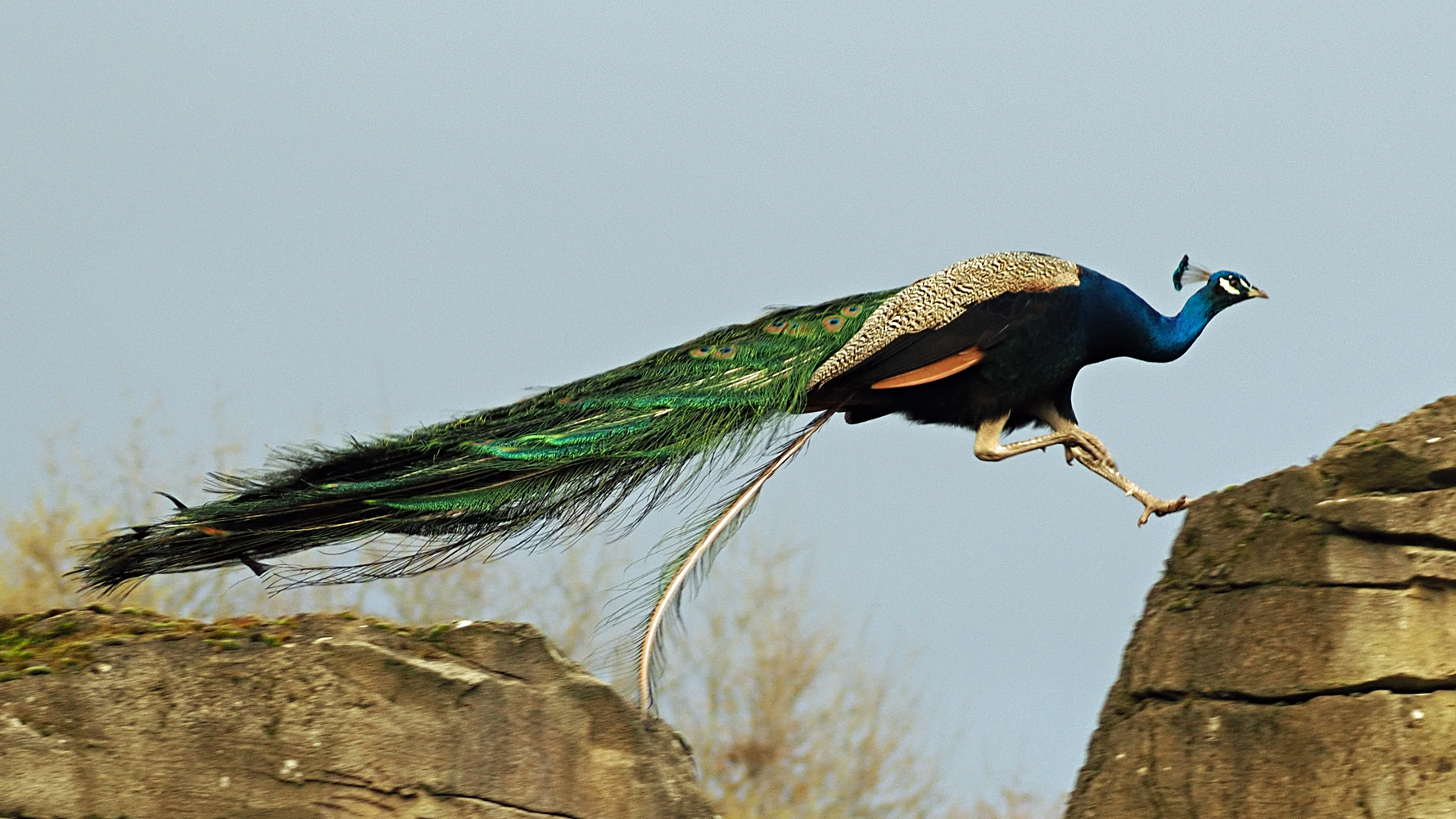 Pfau...