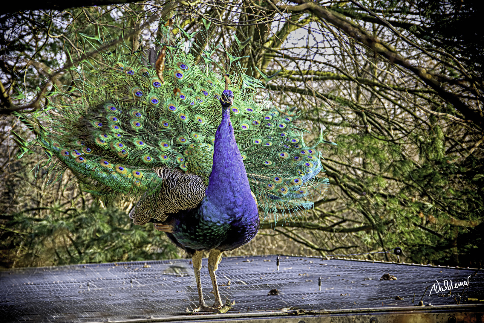  Pfau