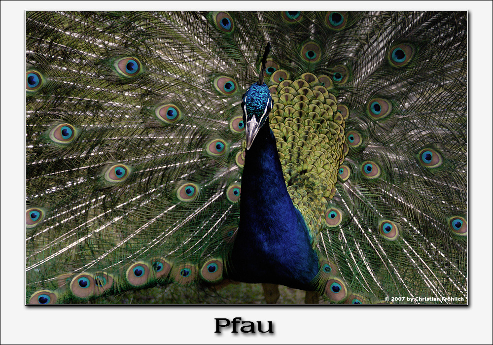 Pfau