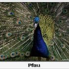 Pfau